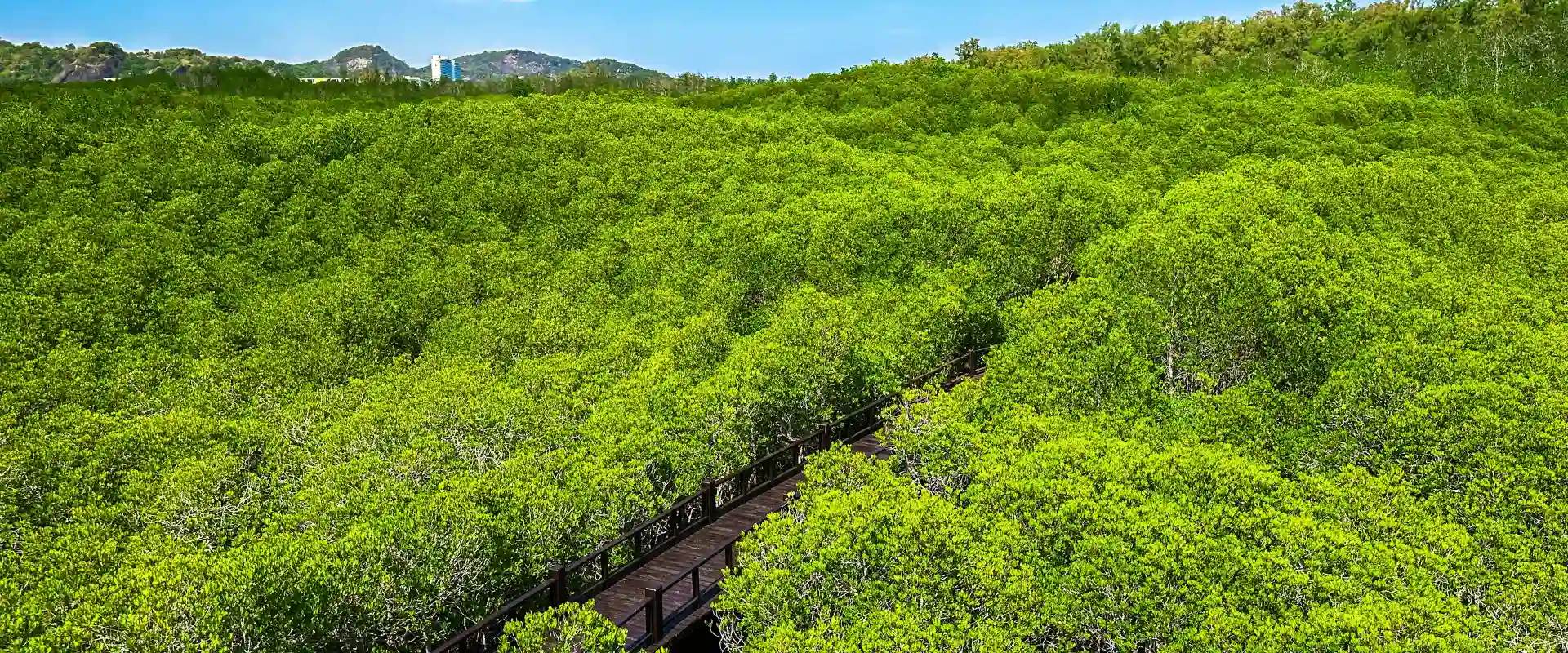 Wooden boardwalk through mangrove canopy at Pran Buri Forest Park in Pak Nam Pran, with hills beyond.