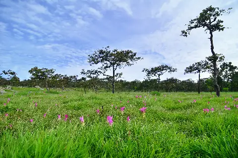 Related to Chaiyaphum