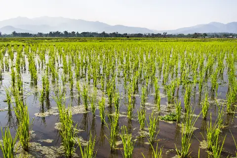 Related to Phrao District