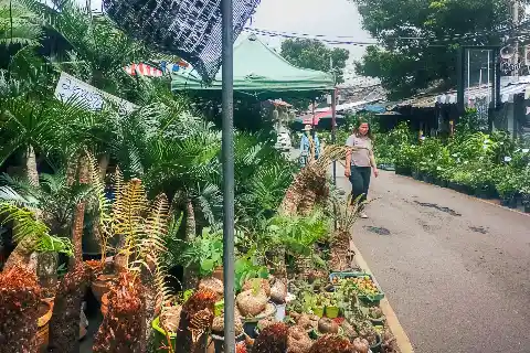 Related to Chatuchak Plant Market