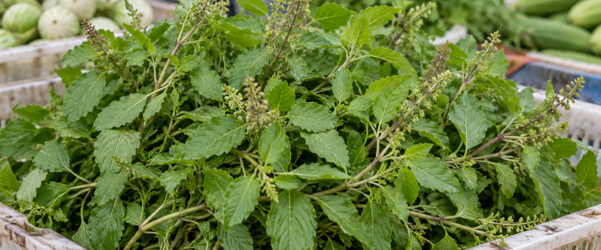 Fresh holy basil with small serrated leaves in a produce crate in an AI-generated market scene