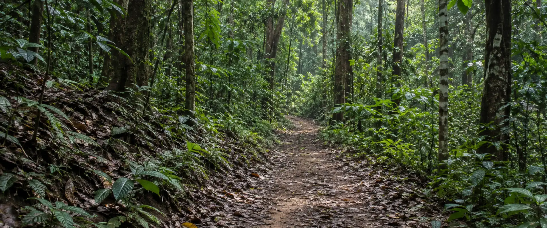 A quiet tropical forest track in an AI-generated contextual scene without wildlife