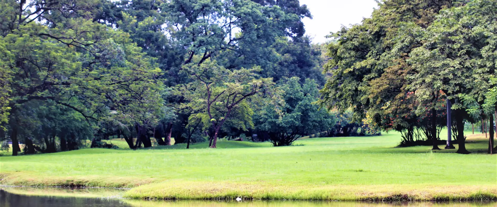 Trees and lawn beside the water at Wachirabenchathat Park, also called Rot Fai Park, Bangkok.